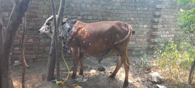 Cow male 2 dant