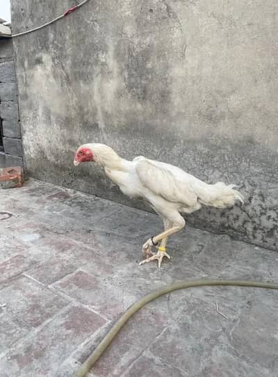 shamo oh Garman shamo females available 03.041445191