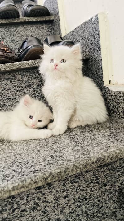 Quality kittens available