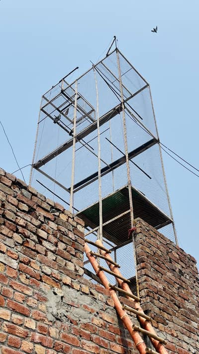 Pigeon cage