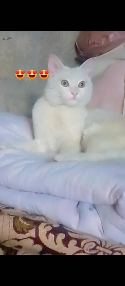 white cat
