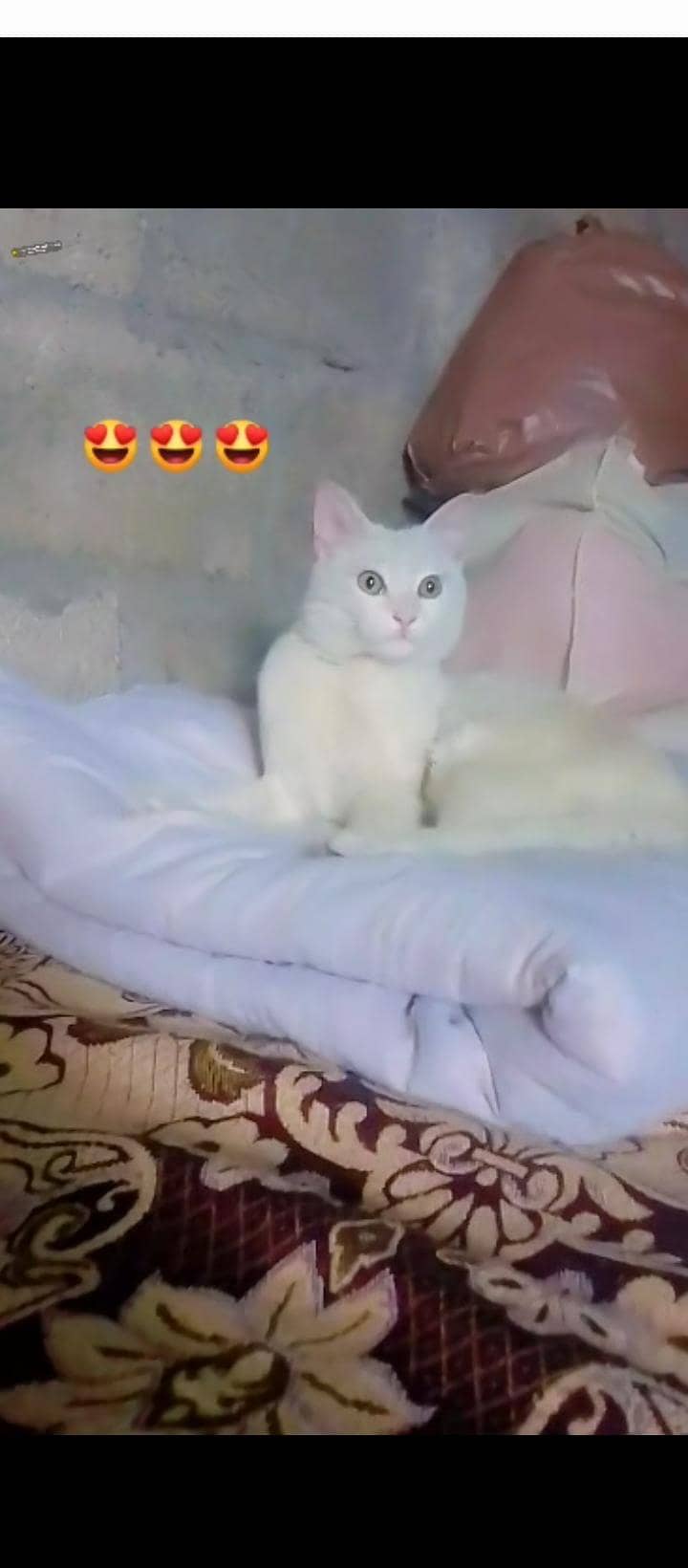 white cat 1