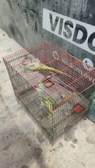 Breeding Kashmiri Alexander pair