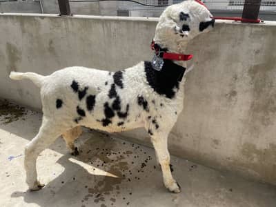 Beautiful Dumba for sell