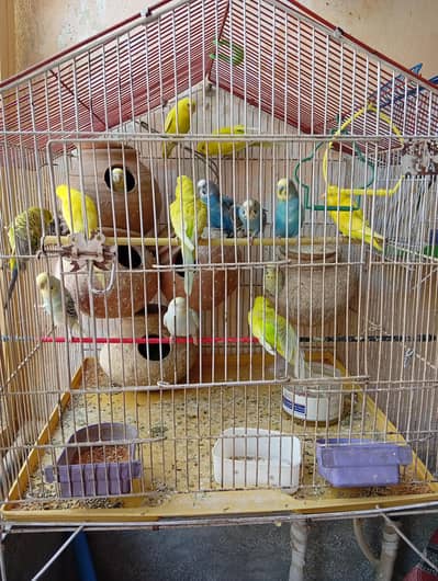Australian parrots  20+