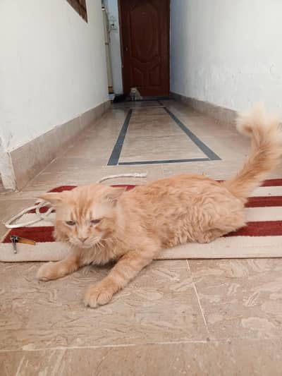 Humble cat