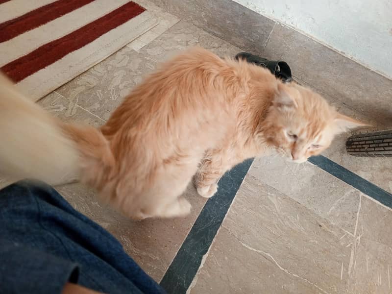 Humble cat 1