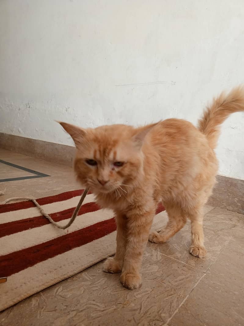 Humble cat 2