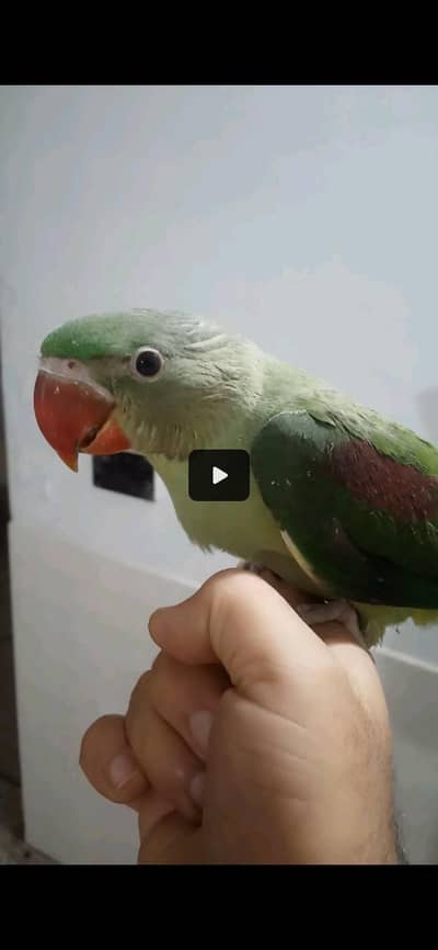 kashamri Raw chick