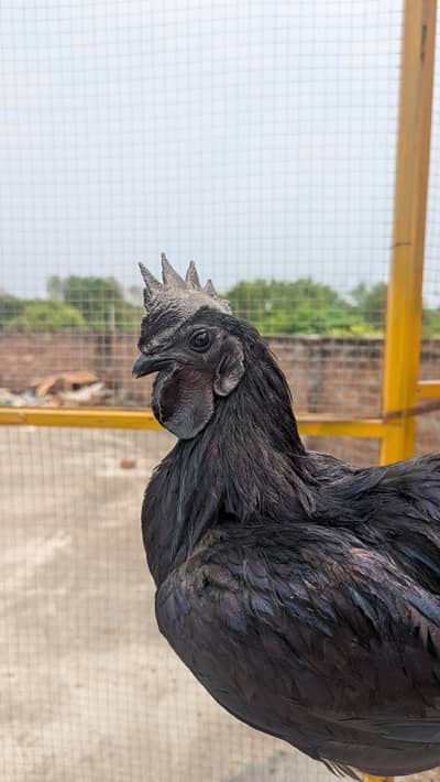 ayam cemani / bantam