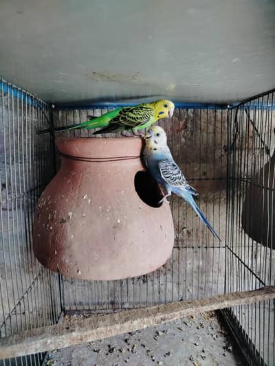 Ready to breed pair