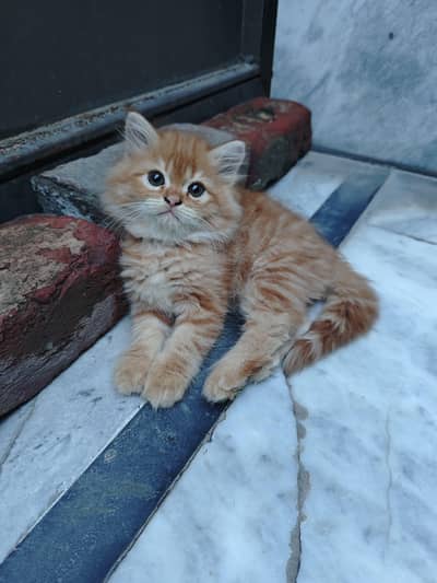 Persian Kitten | High quality kitten | Ginger kitten