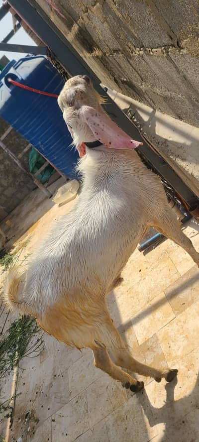 2 sal ka he bakra 4 dant pe lg gya he for sale