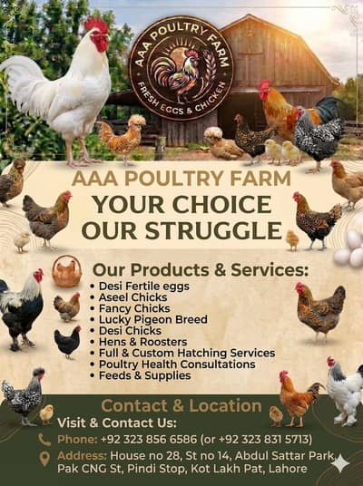AAA Poultry Farm Represent Your choice our struggle