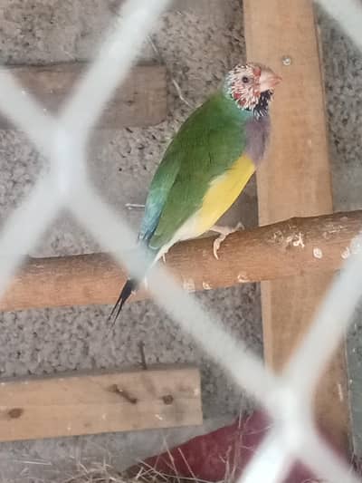 Goulding finch