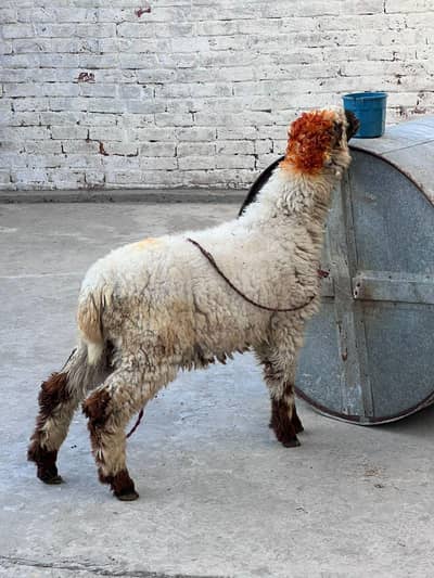 chatra mundra