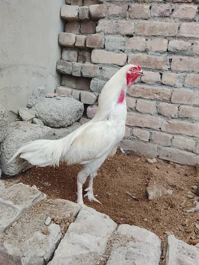 Heera forsale