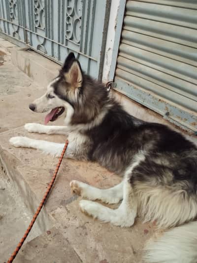 Full Active and volly coat