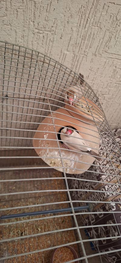 Fawn Java 1 Pair Healthy for Sale