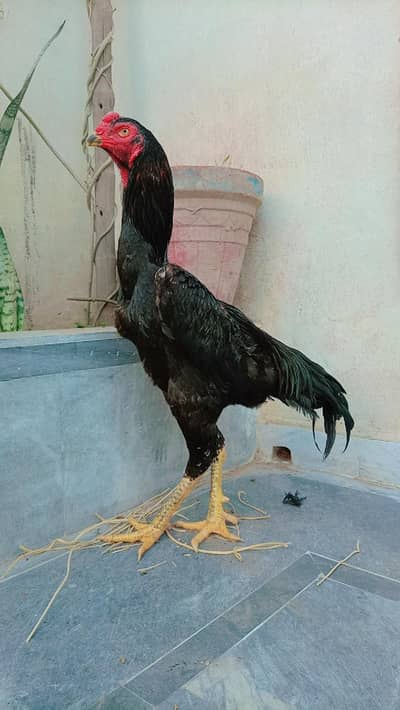 King Shamo Male