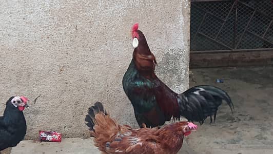 three female three male  ande Deti Hai roaz