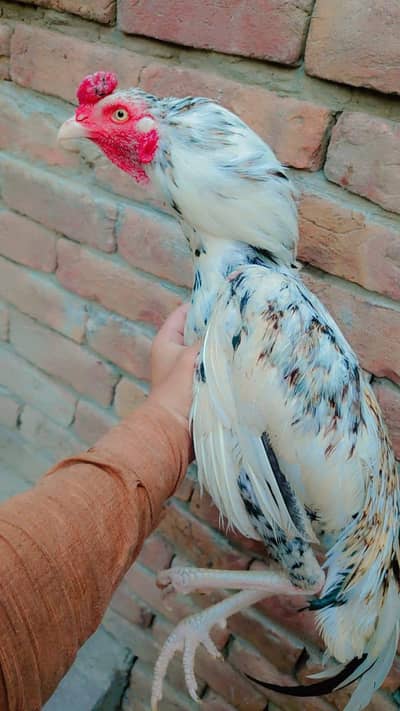 Aseel cheena for sale