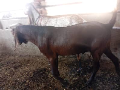 Qurbani Bakra For Sale/ 2 Dant/ desi bakra /Organic