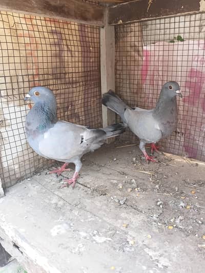 I bared pair sarzi durable pair bailesa 1 male
