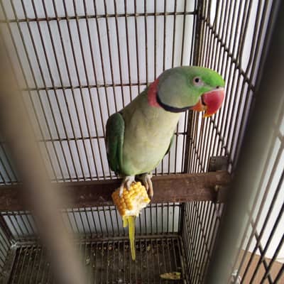raw parrot hand tame and talking