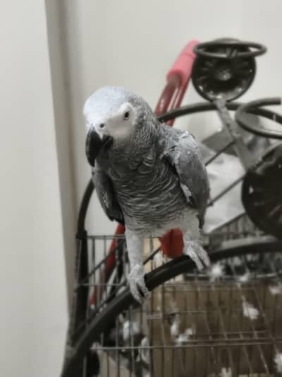 parrot