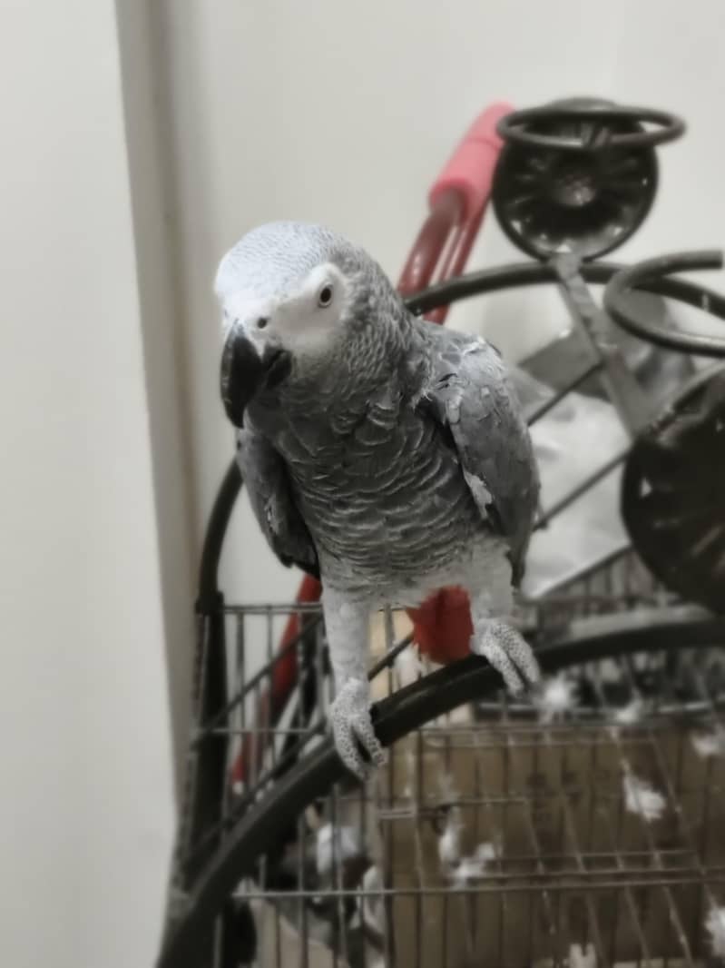 parrot 0