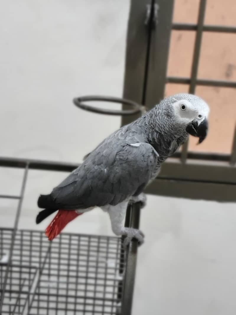 parrot 1
