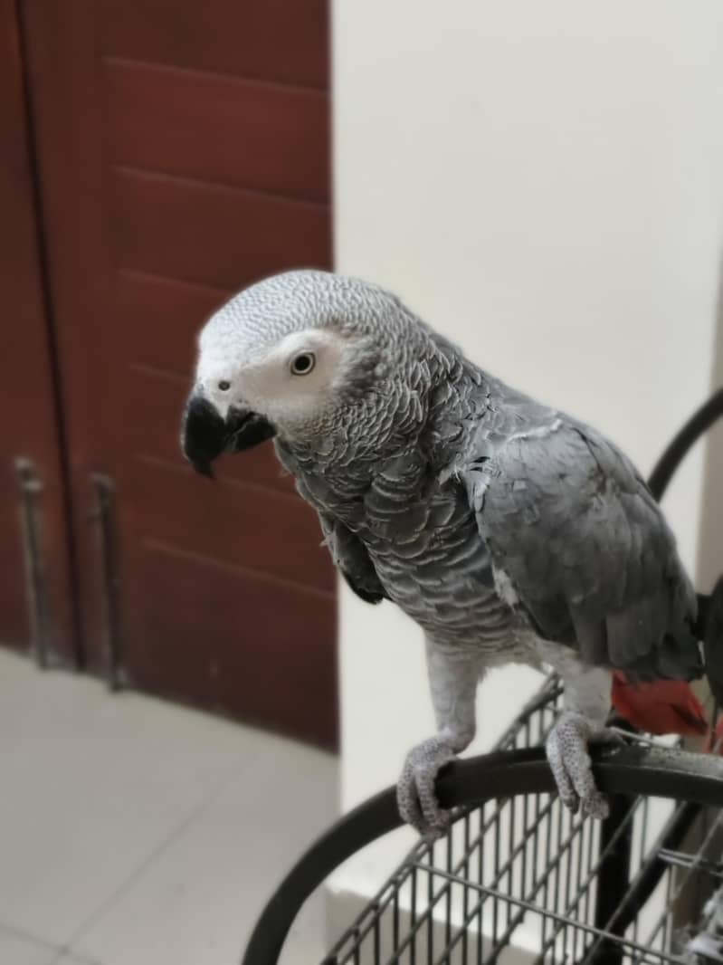 parrot 2