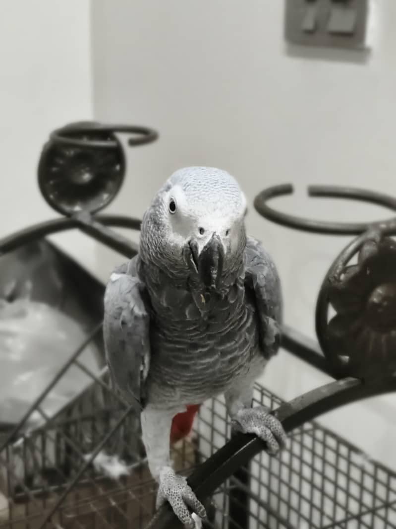 parrot 3