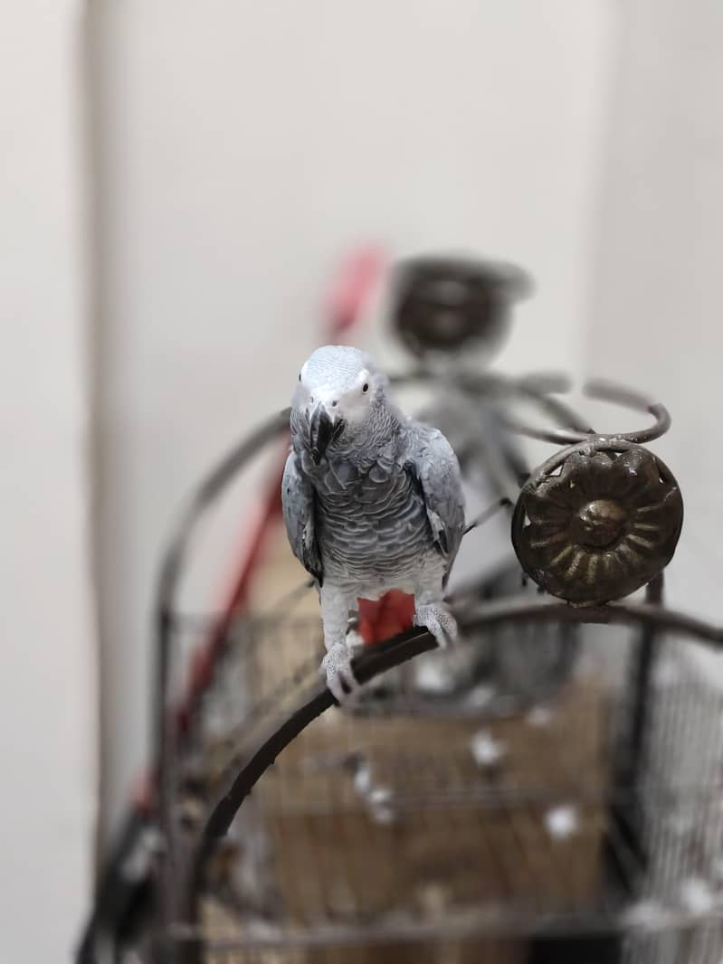parrot 4