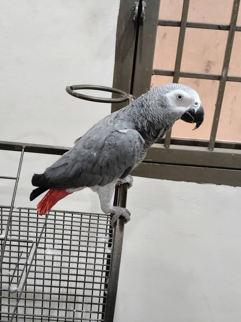 parrot 5