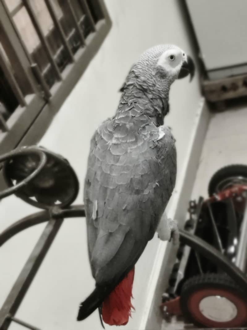 parrot 6