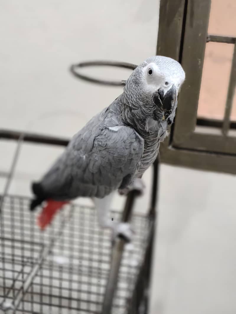 parrot 7
