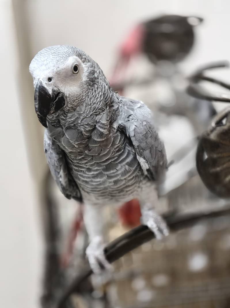 parrot 8
