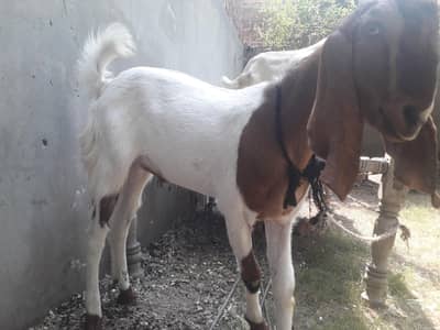 FOUR BEAUTIFUL HEALTHY ANIMALS FOR SALE