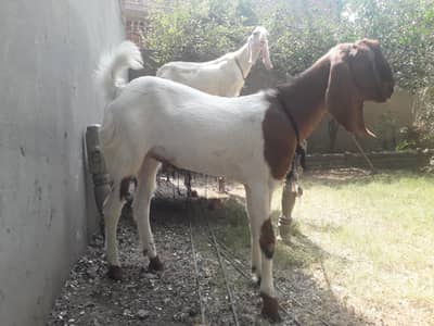 FOUR BEAUTIFUL HEALTHY ANIMALS FOR SALE
