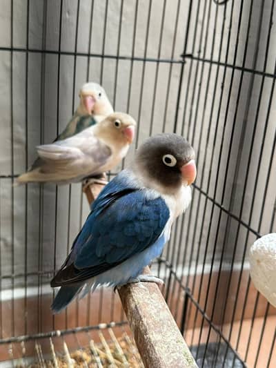 Love birds breeding pairs