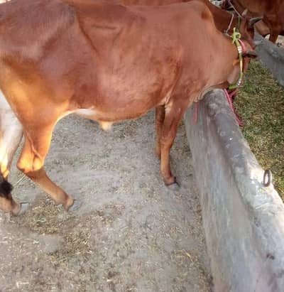 sahiwal bachri