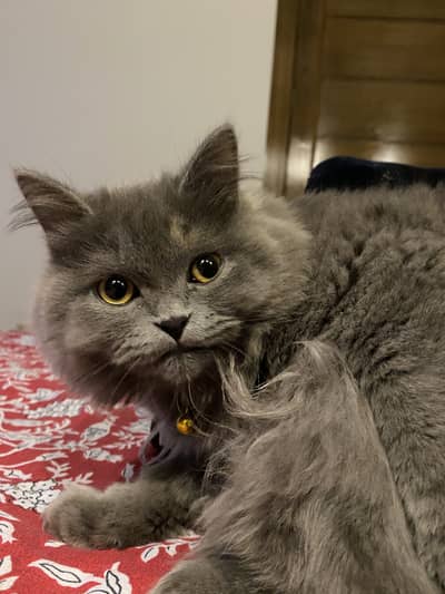 Persian Cat for Sale