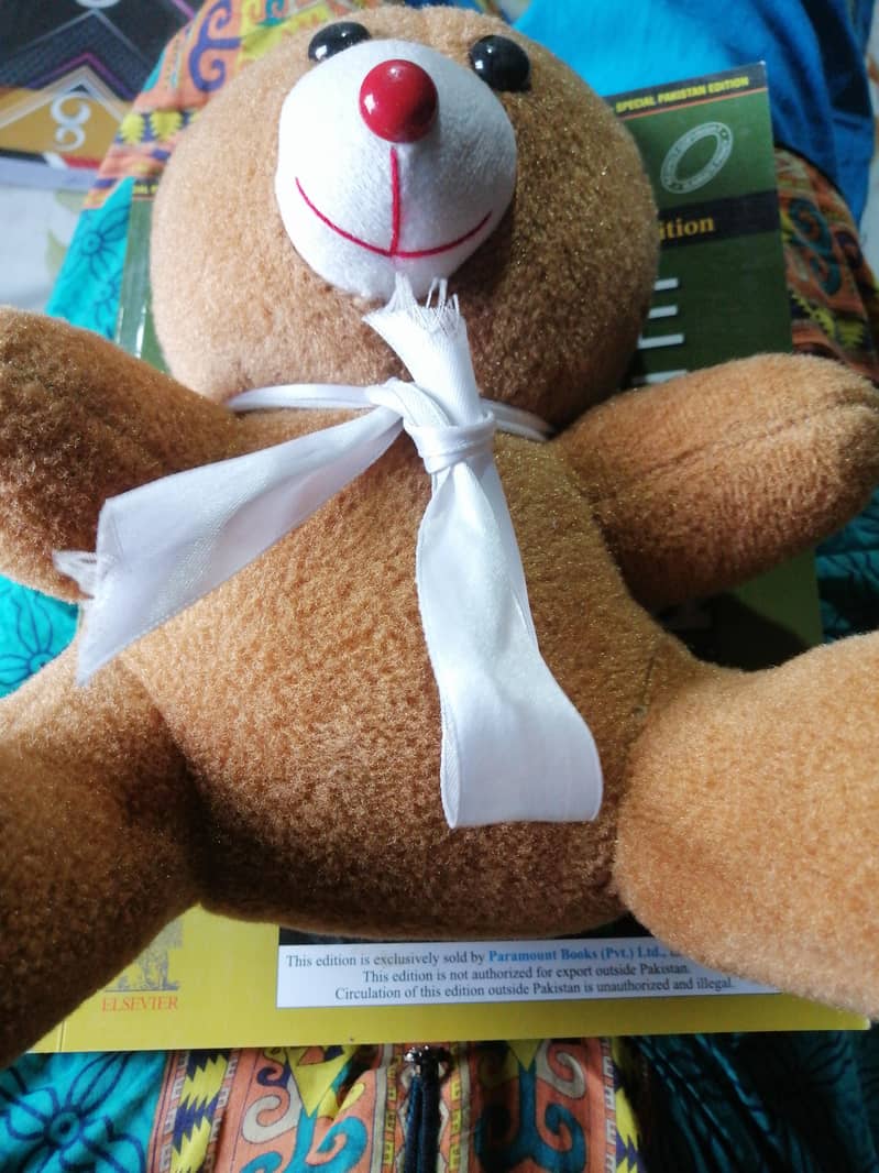 sweet bear 0
