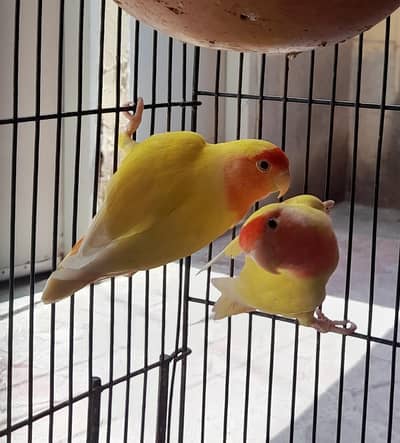 Breder pair for sale contect what's ap only kumharanwala multan