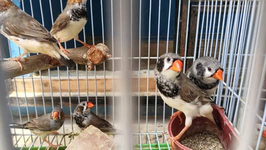 urgent sale mutation finches