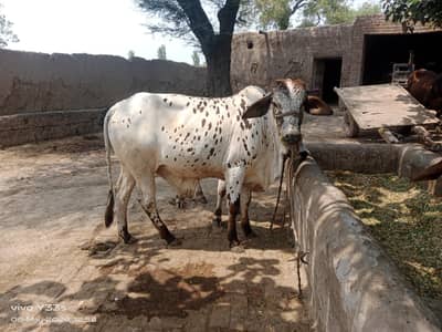Bulls for Sacrificial Purpose (Qurbani)