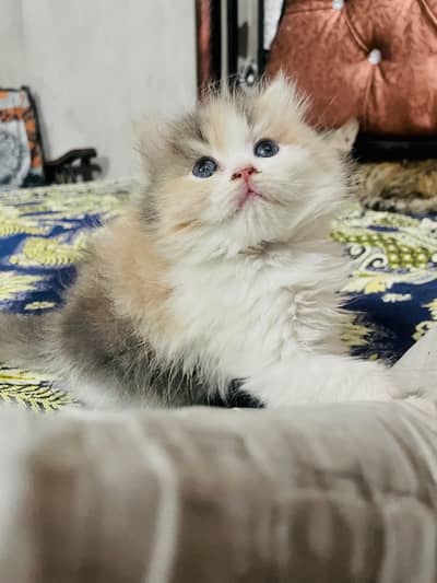 Calico Kitten Available