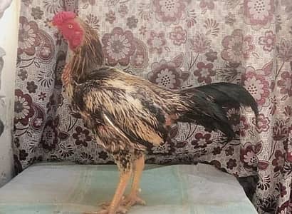 aseel java male